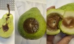 Nueva bacteria pone en alerta a productores de peras y manzanas del Alto Valle