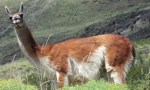 Impulsan el consumo de carne de guanaco como opción frente a la escasez de proteína
