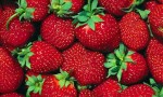 El Concejo Deliberante de Plottier y el INTA lanzaron una capacitación sobre producción de frutas finas