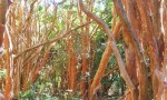 Histórica sanción ambiental en Villa La Angostura: multa millonaria por tala ilegal de arrayanes