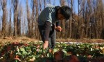 “El Puesto” de Plottier superó los 1.700 estudiantes en 2025 y amplía su oferta con cursos de fruta fina y apicultura