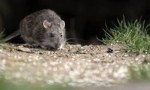 Alerta sanitaria por hantavirus: ya son más de 100 los casos confirmados en Argentina