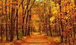 BIENVENIDO OTOÑO