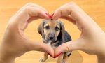 Día Mundial del Perro: Un homenaje a nuestro mejor amigo