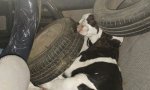 Insólito: Detienen en Cayastá a tres adultos transportando ocho terneros en un Peugeot 504