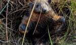 Encuentran un Oso HORMIGUERO BEBE EN Curuzu Cuatia