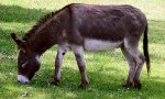 Burrito que camina va aparar al asador , una realidad ? carne mas economica , asi estamos pais , asi estamos Javito